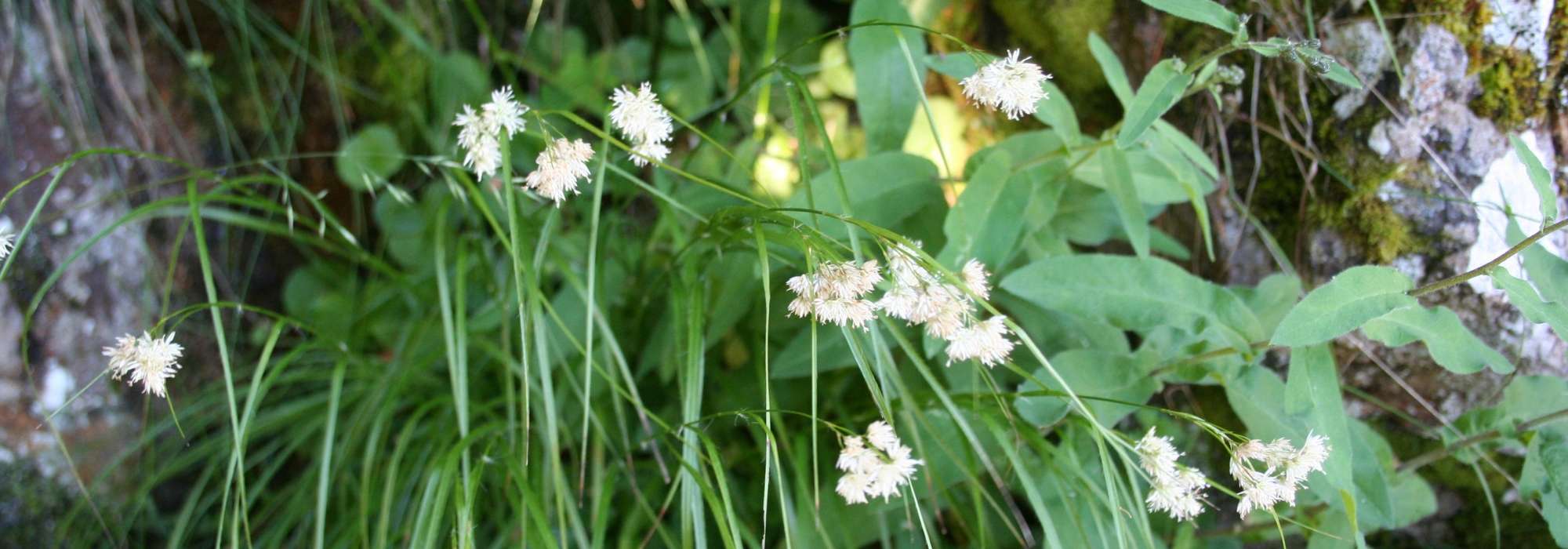 Luzula: plantación, cultivo y cuidado