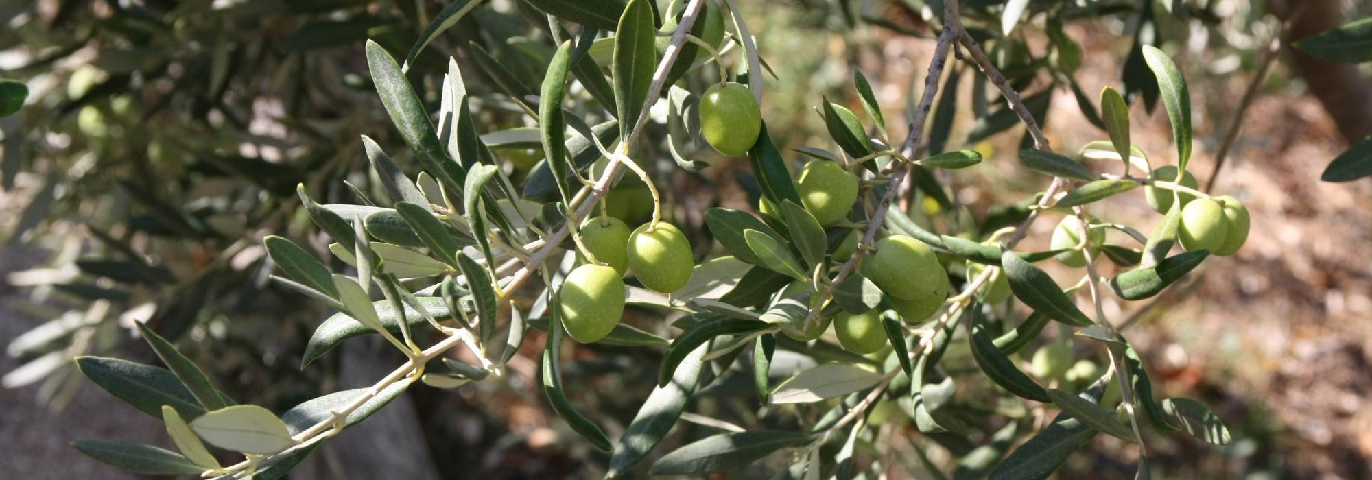 Olivo en tallo, Olea europaea: plantación, poda