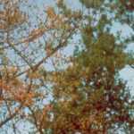 Phytophthora: identificar, prevenir y combatir