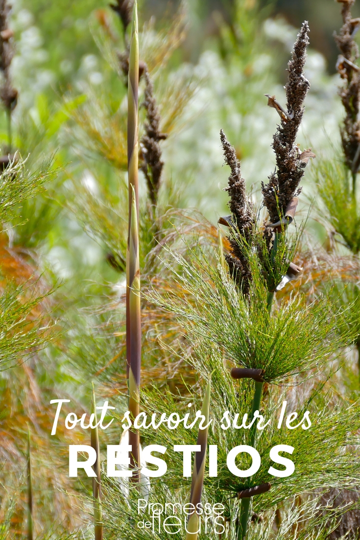 Restio: todo lo que necesitas saber restio plantar cultivar