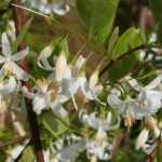 Styrax, Aliboufier: plantar, cultivar, cuidar
