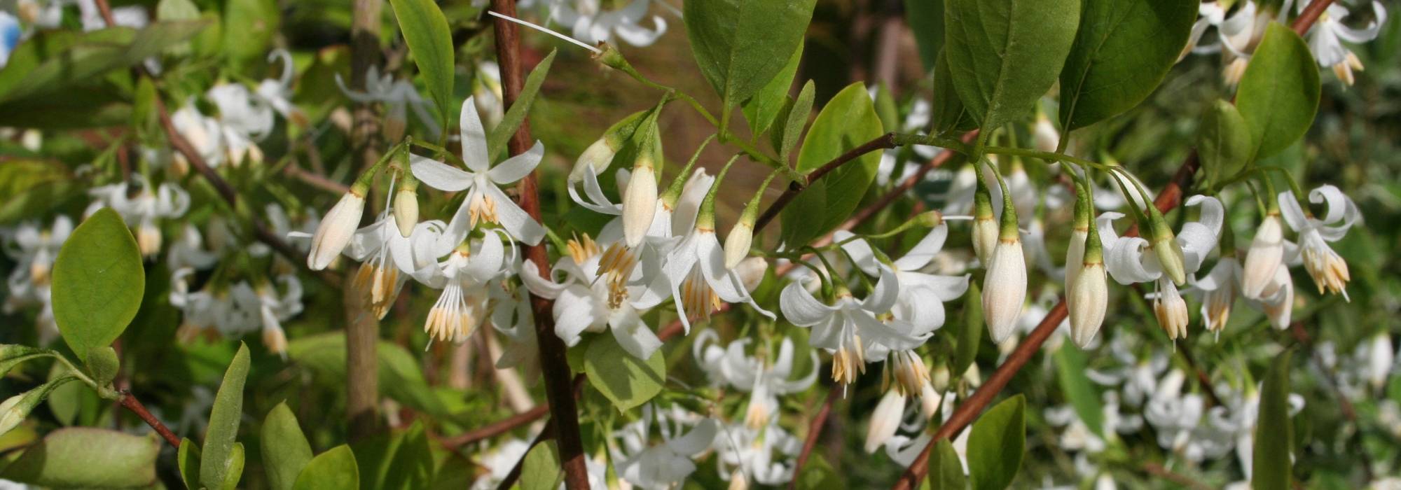 Styrax, Aliboufier: plantar, cultivar, cuidar