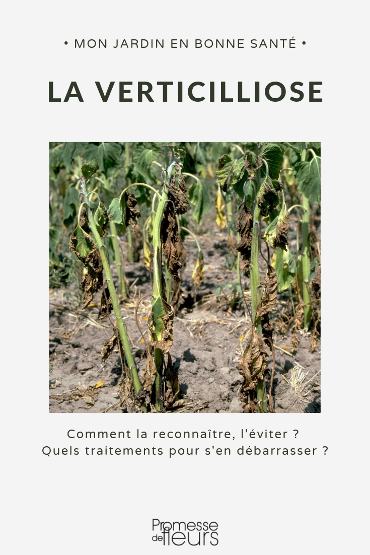 Verticilosis enfermedad del verticillium