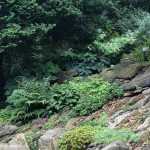 10 plantas para crear una Rocalla de sombra