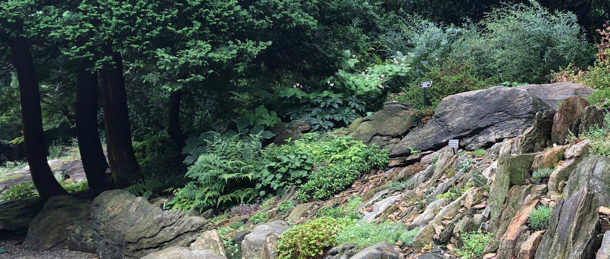 10 plantas para crear una Rocalla de sombra