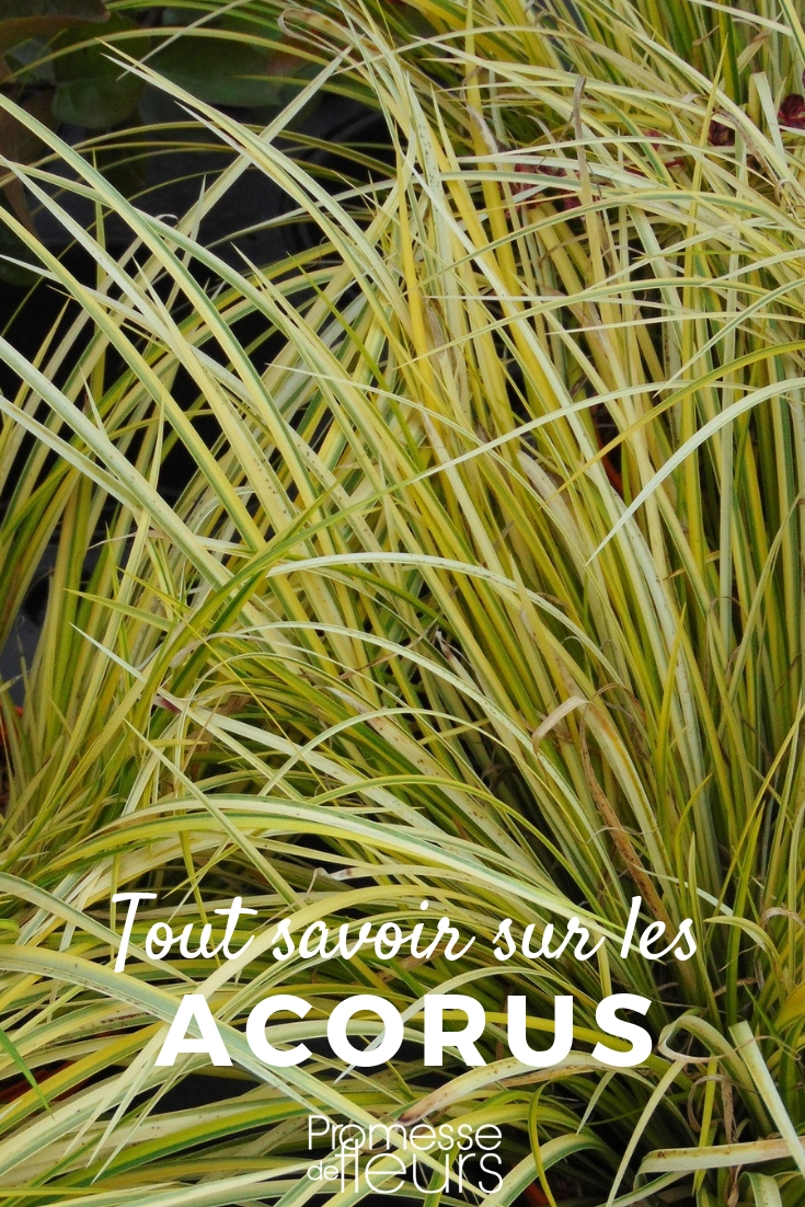 **Acorus: Todo lo que necesitas saber**
El **Acorus** es una planta ornamental y acuática que destaca por su follaje decorativo y su facilidad de cultivo. Conocido también como "Cálamo aromático" o "Acoro", es ideal para estanques, bordes de agua o incluso en macetas en interiores. Aquí te contamos todo lo que necesitas saber sobre esta fascinante planta.
### Características del Acorus
- **Follaje**: Sus hojas son largas, estrechas y aromáticas, con un aspecto similar al de los juncos. Pueden ser verdes o variegadas, dependiendo de la variedad.
- **Floración**: Produce pequeñas flores en espigas, aunque su principal atractivo radica en su follaje.
- **Crecimiento**: Es una planta de crecimiento lento a moderado, perfecta para crear un efecto natural en jardines acuáticos.
### Cuidados del Acorus
- **Luz**: Prefiere lugares con luz indirecta o semisombra. Evita la exposición directa al sol intenso.
- **Suelo**: Necesita un sustrato húmedo o incluso encharcado. Es ideal para zonas cercanas a estanques o arroyos.
- **Riego**: Mantén el suelo constantemente húmedo. Si está en maceta, asegúrate de que no se seque.
- **Resistencia**: Es una planta resistente que soporta bien el frío, aunque en invierno es recomendable protegerla de heladas fuertes.
### Usos en el jardín
- **Estanques y bordes de agua**: Su aspecto natural lo hace perfecto para decorar zonas acuáticas.
- **Macetas**: Puedes cultivarlo en interiores o en terrazas, siempre que mantengas la humedad adecuada.
- **Combinaciones**: Combina muy bien con otras plantas acuáticas como los lirios de agua o los papiros.
### Variedades populares
- **Acorus calamus**: Con hojas verdes y un aroma intenso.
- **Acorus gramineus 'Variegatus'**: Con hojas variegadas en tonos verdes y crema, ideal para dar un toque de color.
El Acorus es una planta versátil y fácil de cuidar, perfecta para añadir un toque natural y relajante a tu jardín o espacio interior. ¡Anímate a incluirla en tu colección de plantas! ???? **Acorus: plantar y cultivar**
El Acorus es una planta ornamental muy apreciada por su follaje decorativo y su facilidad de cultivo. Originario de zonas húmedas y pantanosas, este género de plantas perennes es ideal para bordes de estanques, jardines acuáticos o incluso en macetas. A continuación, te ofrecemos algunos consejos para plantar y cultivar el Acorus con éxito.
### **Plantación del Acorus**
1. **Época de plantación**:
La mejor época para plantar el Acorus es en primavera u otoño, cuando las temperaturas son más suaves.
2. **Ubicación**:
El Acorus prefiere lugares con sombra parcial o luz indirecta. Aunque tolera el sol directo, es importante asegurarse de que el suelo permanezca húmedo.
3. **Suelo**:
Esta planta prospera en suelos húmedos, ricos en materia orgánica y bien drenados. Si la cultivas en maceta, utiliza un sustrato específico para plantas acuáticas o humedales.
4. **Plantación en el jardín**:
- Cava un hoyo dos veces más grande que el cepellón.
- Coloca la planta y rellena con tierra, asegurándote de que las raíces queden bien cubiertas.
- Riega abundantemente después de la plantación.
5. **Plantación en maceta**:
- Elige una maceta con buen drenaje.
- Coloca una capa de grava en el fondo para mejorar el drenaje.
- Rellena con sustrato húmedo y planta el Acorus.
### **Cultivo y cuidados**
1. **Riego**:
El Acorus necesita un riego constante para mantener el suelo húmedo. En verano, aumenta la frecuencia de riego, especialmente si está en maceta.
2. **Abonado**:
Aplica un fertilizante líquido equilibrado cada 4-6 semanas durante la temporada de crecimiento (primavera y verano).
3. **Poda**:
Retira las hojas secas o dañadas para mantener la planta saludable y estimular el crecimiento de nuevos brotes.
4. **Resistencia al frío**:
El Acorus es resistente a temperaturas moderadamente bajas, pero en regiones con inviernos muy fríos, es recomendable proteger las raíces con un acolchado.
5. **Multiplicación**:
La división de matas es el método más sencillo para propagar el Acorus. Realiza esta operación en primavera, separando cuidadosamente las raíces y replantando los nuevos ejemplares.
### **Consejos adicionales**
- Combina el Acorus con otras plantas acuáticas como los lirios o los juncos para crear un jardín acuático armonioso.
- Vigila la aparición de plagas como los pulgones y trata con insecticidas naturales si es necesario.
Con estos sencillos pasos, podrás disfrutar de la belleza del Acorus en tu jardín o terraza. ¡Es una planta versátil y de bajo mantenimiento que aportará un toque exótico a tu espacio verde!