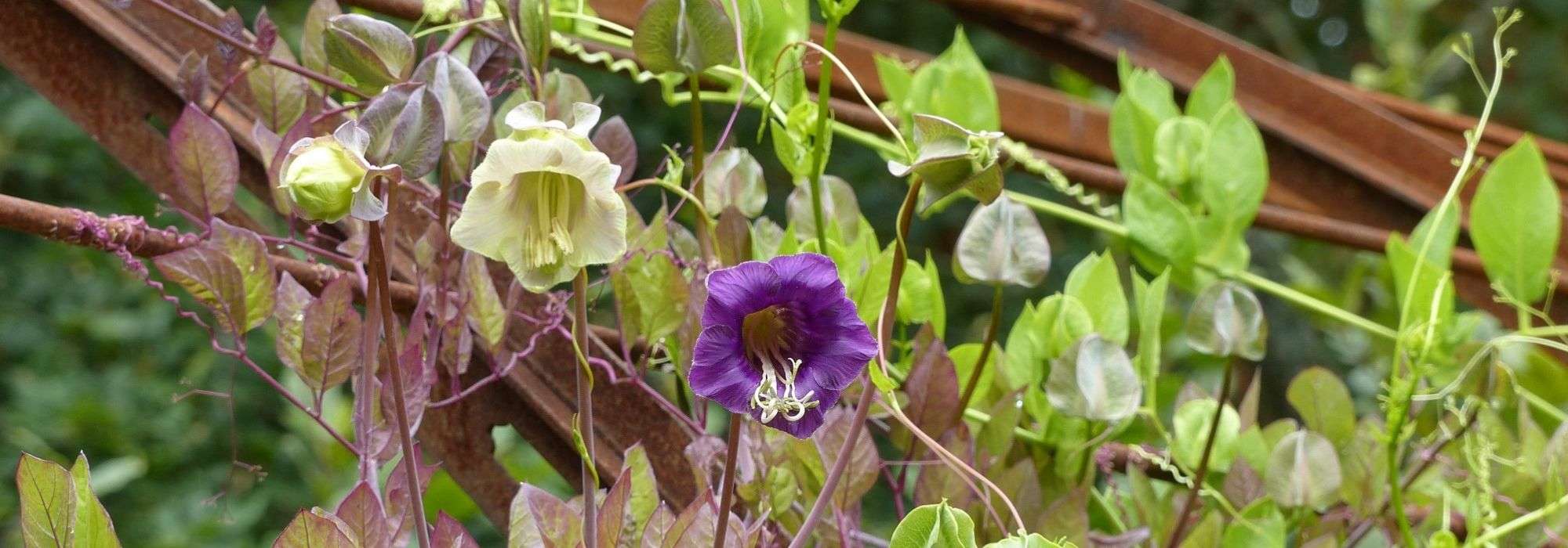 Cobea, Cobaea scandens: siembra, plantación