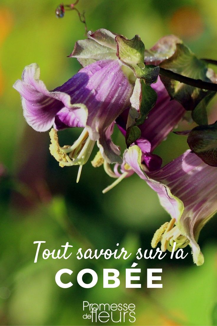 Cobaea: todo lo que necesitas saber cobaea todo lo que necesitas saber