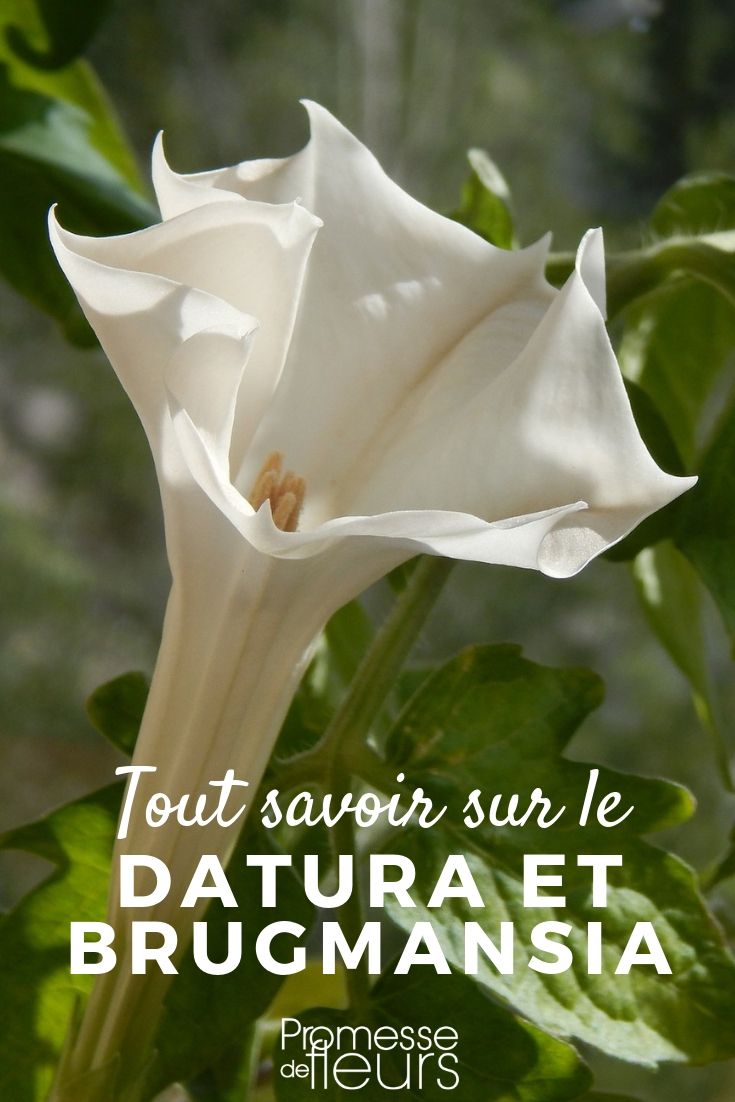 Datura, Brugmansia: Todo lo que necesitas saber Datura y Brugmansia