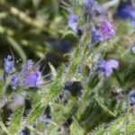 Echium, Vipérina: sembrar, plantar y cuidar