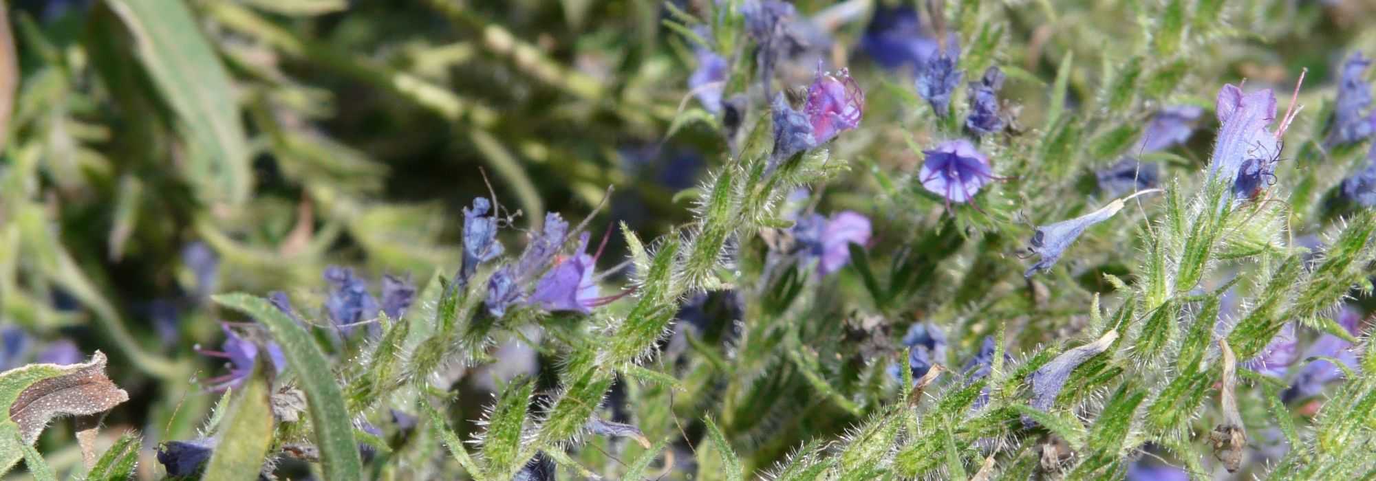 Echium, Vipérina: sembrar, plantar y cuidar