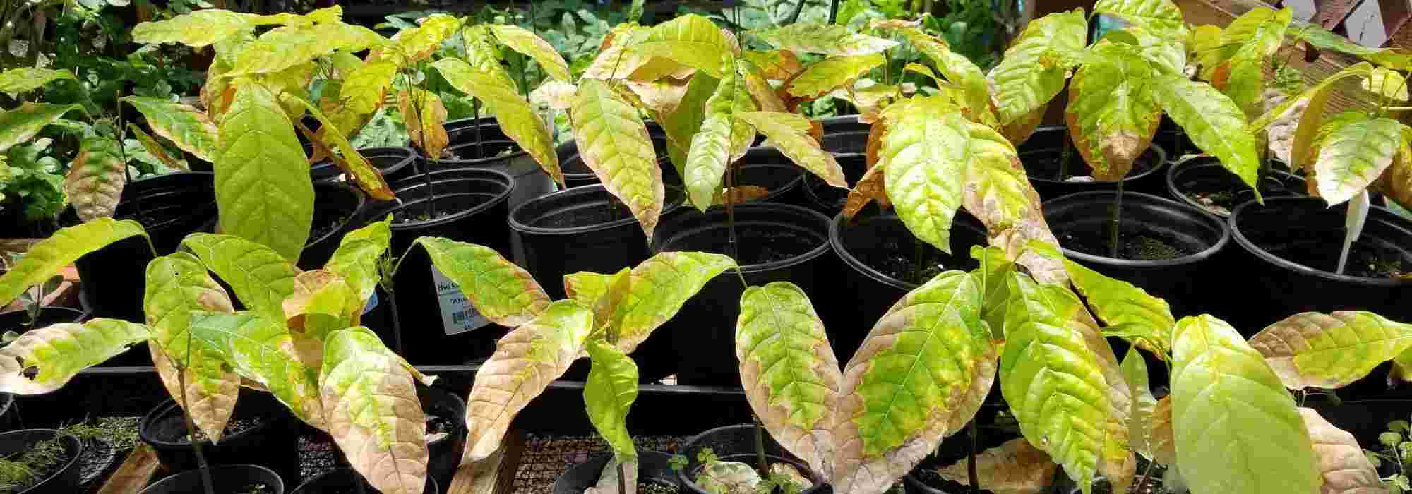 La deficiencia de nitrógeno: ¿Qué es? ¿Cómo evitarla y remediarla?