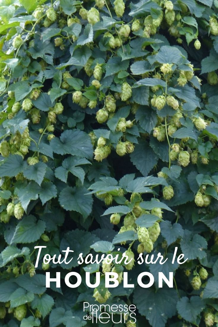 **Lúpulo: Todo lo que necesitas saber**
El lúpulo (*Humulus lupulus*) es una planta trepadora perenne conocida principalmente por su uso en la elaboración de cerveza. Sin embargo, también tiene un lugar destacado en los jardines ornamentales gracias a su follaje exuberante y sus conos decorativos. Aquí te contamos todo lo que necesitas saber sobre esta fascinante planta.
### Características del lúpulo
- **Familia**: Cannabaceae
- **Tipo**: Planta trepadora perenne
- **Altura**: Hasta 6-8 metros
- **Exposición**: Sol o semisombra
- **Suelo**: Rico, fresco y bien drenado
- **Floración**: Verano (conos verdes)
### Usos del lúpulo
1. **Cerveza**: Los conos de lúpulo se utilizan para aromatizar y conservar la cerveza, aportando amargor y aroma.
2. **Jardinería**: Ideal para cubrir pérgolas, vallas o muros gracias a su rápido crecimiento.
3. **Propiedades medicinales**: Conocido por sus efectos calmantes y digestivos, se utiliza en infusiones y suplementos.
### Cultivo del lúpulo
- **Plantación**: En primavera, en un suelo enriquecido con compost.
- **Entutorado**: Proporciona un soporte robusto para que la planta trepe.
- **Riego**: Regular, especialmente en verano, para mantener el suelo húmedo.
- **Poda**: A finales de invierno para estimular el crecimiento.
### Variedades populares
- **Cascade**: Aromas cítricos y florales, ideal para cervezas artesanales.
- **Hallertau**: Aromas herbales y especiados, muy utilizado en cervezas alemanas.
- **Nugget**: Amargor intenso, perfecto para cervezas robustas.
### Consejos prácticos
- Combínalo con otras trepadoras como la clemátide para un efecto decorativo espectacular.
- Si lo cultivas para cerveza, cosecha los conos cuando estén firmes y aromáticos.
El lúpulo es una planta versátil que combina utilidad y belleza. Ya sea para tu jardín o para tu próxima cerveza casera, ¡no te arrepentirás de incluirlo en tu espacio! ???????? **Humulus lupulus: Todo lo que necesitas saber**
El **Humulus lupulus**, comúnmente conocido como lúpulo, es una planta trepadora perenne que pertenece a la familia Cannabaceae. Es especialmente conocido por su uso en la elaboración de cerveza, donde sus flores femeninas, llamadas conos o estróbilos, se utilizan para aportar amargor, aroma y conservación a esta bebida. Sin embargo, el lúpulo también tiene un lugar destacado en los jardines ornamentales debido a su rápido crecimiento y su follaje decorativo.
### Características principales del Humulus lupulus
- **Crecimiento**: Es una planta trepadora vigorosa que puede alcanzar hasta 6-8 metros de altura en una sola temporada. Se adhiere a soportes mediante tallos enrollados.
- **Hojas**: Sus hojas son palmeadas, de color verde intenso y con bordes dentados, lo que le da un aspecto frondoso y atractivo.
- **Flores**: Las flores femeninas son pequeñas y se agrupan en conos verdes, que son la parte más valorada para la elaboración de cerveza. Las flores masculinas son menos llamativas y no se utilizan en la industria cervecera.
- **Exposición**: Prefiere lugares soleados o parcialmente sombreados.
- **Suelo**: Se adapta bien a suelos fértiles, bien drenados y ligeramente húmedos.
### Usos del Humulus lupulus
1. **En la cerveza**: Es el uso más conocido. Los conos de lúpulo aportan amargor, aroma y ayudan a conservar la cerveza.
2. **En jardinería**: Ideal para cubrir pérgolas, vallas o muros gracias a su rápido crecimiento y su follaje denso.
3. **Propiedades medicinales**: El lúpulo se ha utilizado tradicionalmente por sus propiedades sedantes y relajantes, especialmente en infusiones.
### Cuidados del Humulus lupulus
- **Riego**: Mantén el suelo ligeramente húmedo, especialmente durante los meses más calurosos.
- **Poda**: Es recomendable podar la planta a finales del invierno para controlar su crecimiento y estimular la producción de nuevos brotes.
- **Soporte**: Proporciona un soporte resistente, como una celosía o una pérgola, para que la planta pueda trepar.
- **Plagas y enfermedades**: Es una planta resistente, pero puede ser susceptible a mildiu o ácaros en condiciones de humedad excesiva.
### Curiosidades
- El lúpulo es una planta dioica, lo que significa que hay plantas masculinas y femeninas. Solo las plantas femeninas producen los conos utilizados en la cerveza.
- Además de su uso en la cerveza, el lúpulo se utiliza en la fabricación de algunos productos cosméticos y farmacéuticos.
Si buscas una planta versátil, decorativa y útil, el **Humulus lupulus** es una excelente opción para tu jardín o para explorar sus múltiples usos. ¡Anímate a cultivarlo y disfruta de sus beneficios! ????????