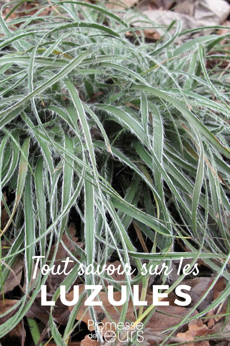 **Luzula nivea, sylvatica: Plantación, cultivo y mantenimiento**

**Plantación:**
- **Época:** Primavera u otoño.
- **Ubicación:** Sombra parcial o sombra total.
- **Suelo:** Húmedo, bien drenado y rico en materia orgánica.
- **Espaciado:** 30-40 cm entre plantas.

**Cultivo:**
- **Riego:** Mantén el suelo húmedo, especialmente durante los períodos secos.
- **Fertilización:** Aplica un fertilizante equilibrado en primavera.
- **Poda:** Retira las hojas secas o dañadas para mantener la planta saludable.

**Mantenimiento:**
- **Protección:** Protege de las heladas fuertes en invierno.
- **Multiplicación:** División de matas en primavera u otoño.
- **Plagas y enfermedades:** Generalmente resistente, pero vigila los caracoles y babosas.

Con estos cuidados, disfrutarás de una Luzula nivea o sylvatica saludable y atractiva en tu jardín.