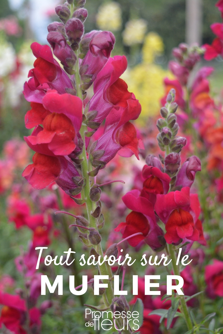 Muflier: Todo lo que necesitas saber muflier_sembrar y plantar