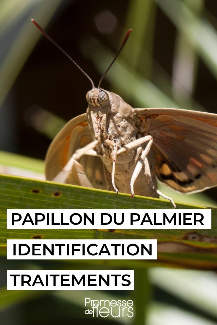 mariposa del palmero, identificación y tratamiento (1) Paysandisia archon, polilla del palmero