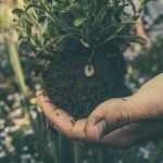 Trasplantar rosales: ¿cuándo y cómo?