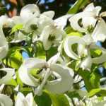 ¡10 arbustos originales que no pasan desapercibidos!