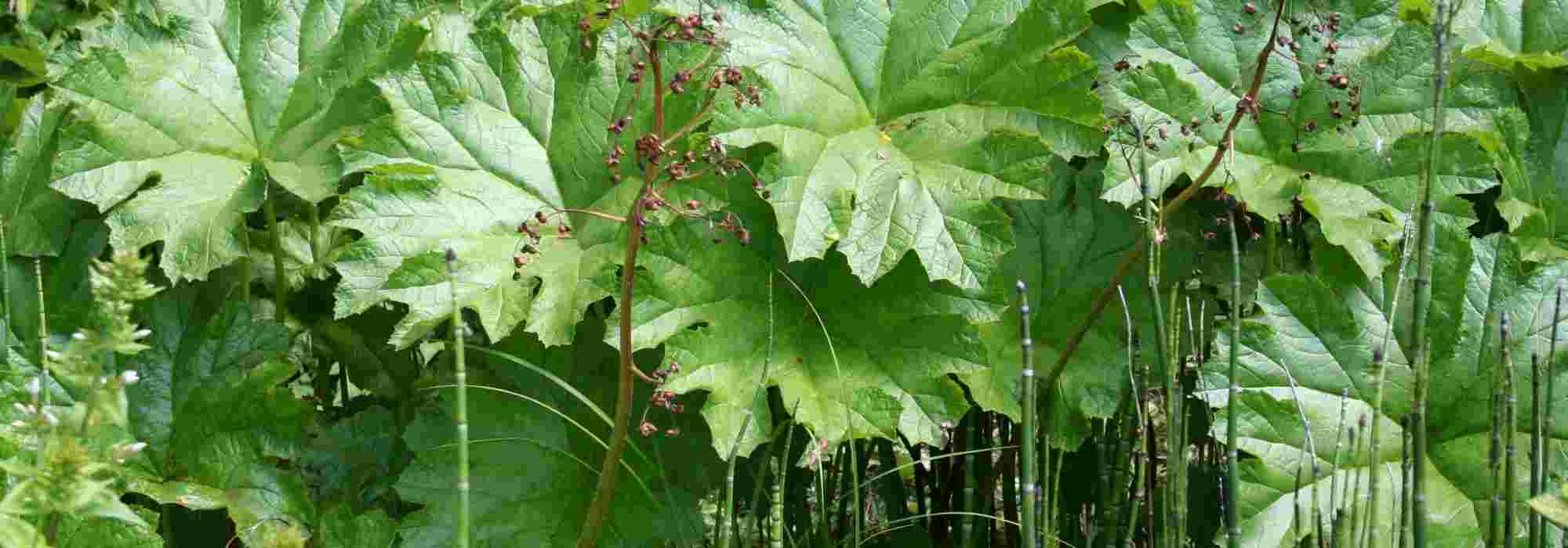 10 plantas perennes y bulbos gráficos para un jardín moderno y original