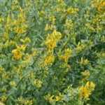 12 plantas tinctorias para tintes vegetales