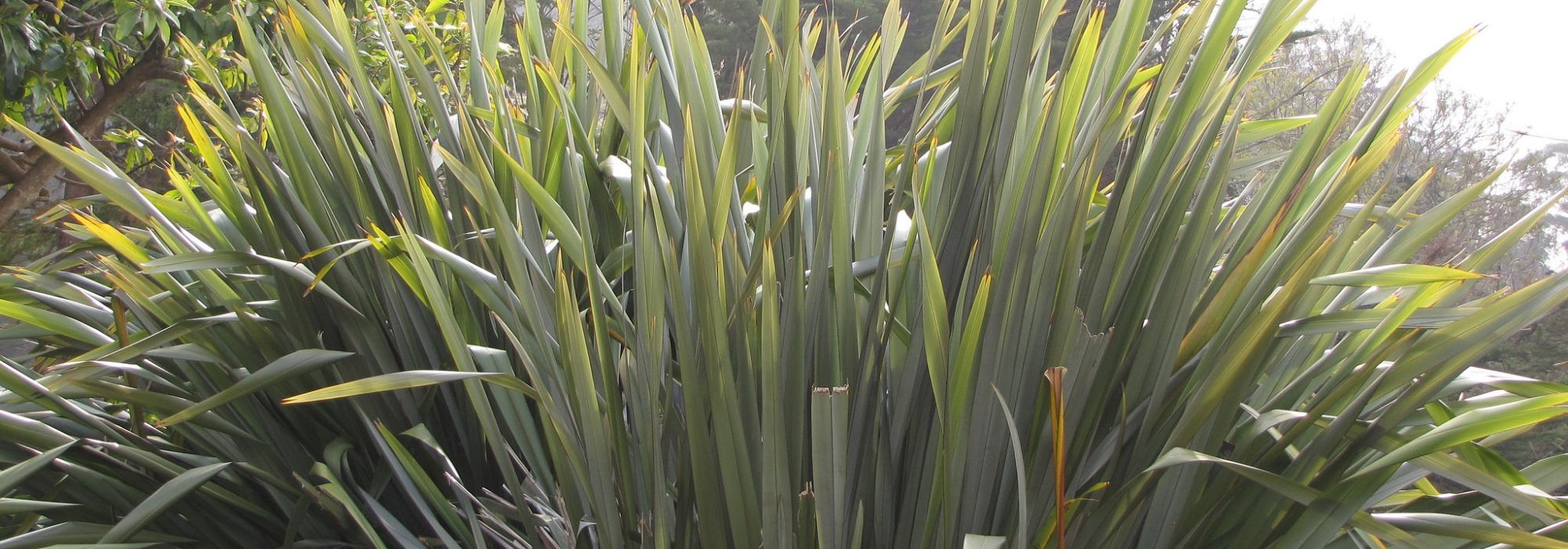 12 plantas perennes gigantes e imponentes