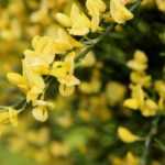 12 arbustos para suelo seco o filtrante