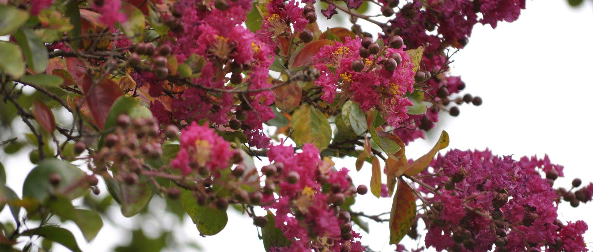 ¿Cuándo y cómo podar un Lagerstroemia o Árbol de Júpiter?