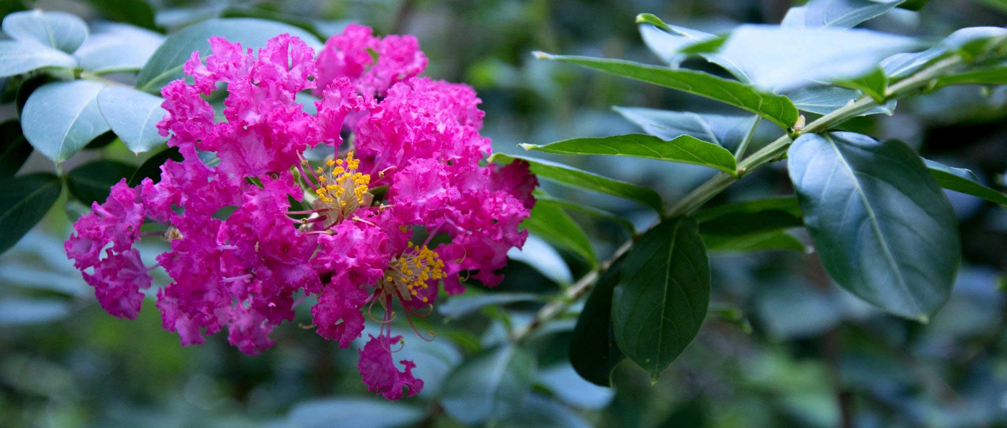 Árbol de Júpiter, lagerstroemia: 6 variedades enanas perfectas para cultivo en maceta