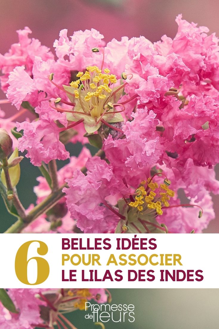 Lilas de las Indias _ cómo combinarlos en el jardín Lagerstroemia: ideas para combinarlo en el jardín