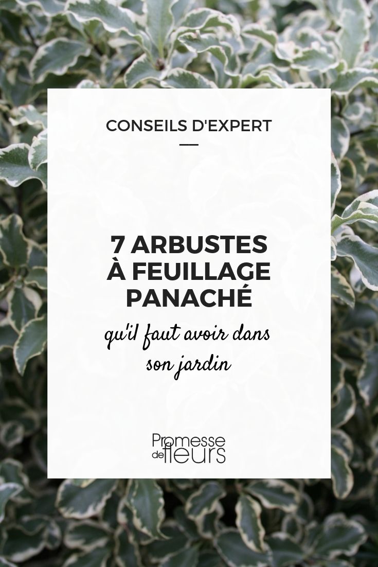 arbustos de follaje variegado arbustos variegados