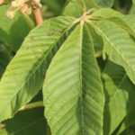 10 arbustos o árboles pequeños para un suelo pesado y húmedo