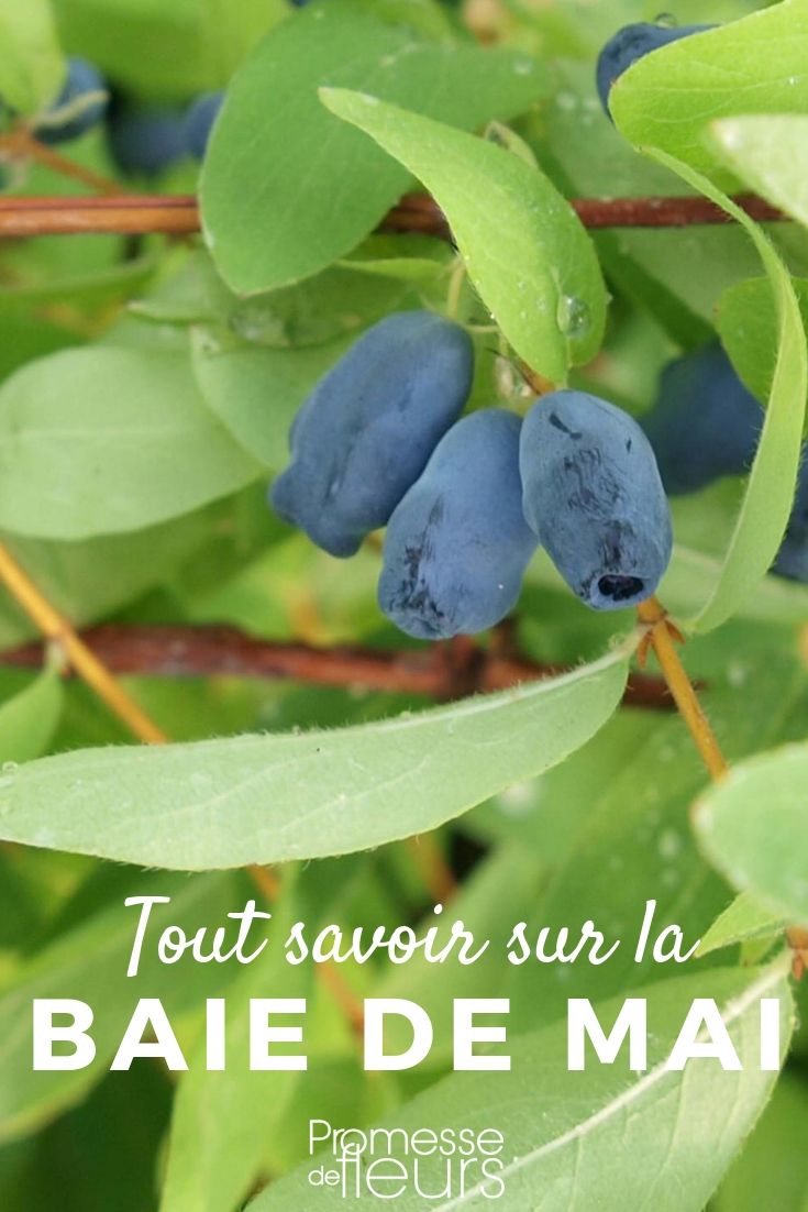 bayas de mayo todo lo que necesitas saber todo sobre el Lonicera kamtschatica