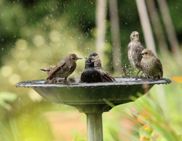 Ola de calor, altas temperaturas: ¿tienes sed? ¡Los animales del jardín también!