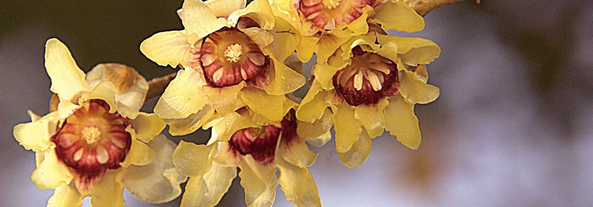 Chimonanthe, Chimonanthus praecox: Plantación, cultivo, poda