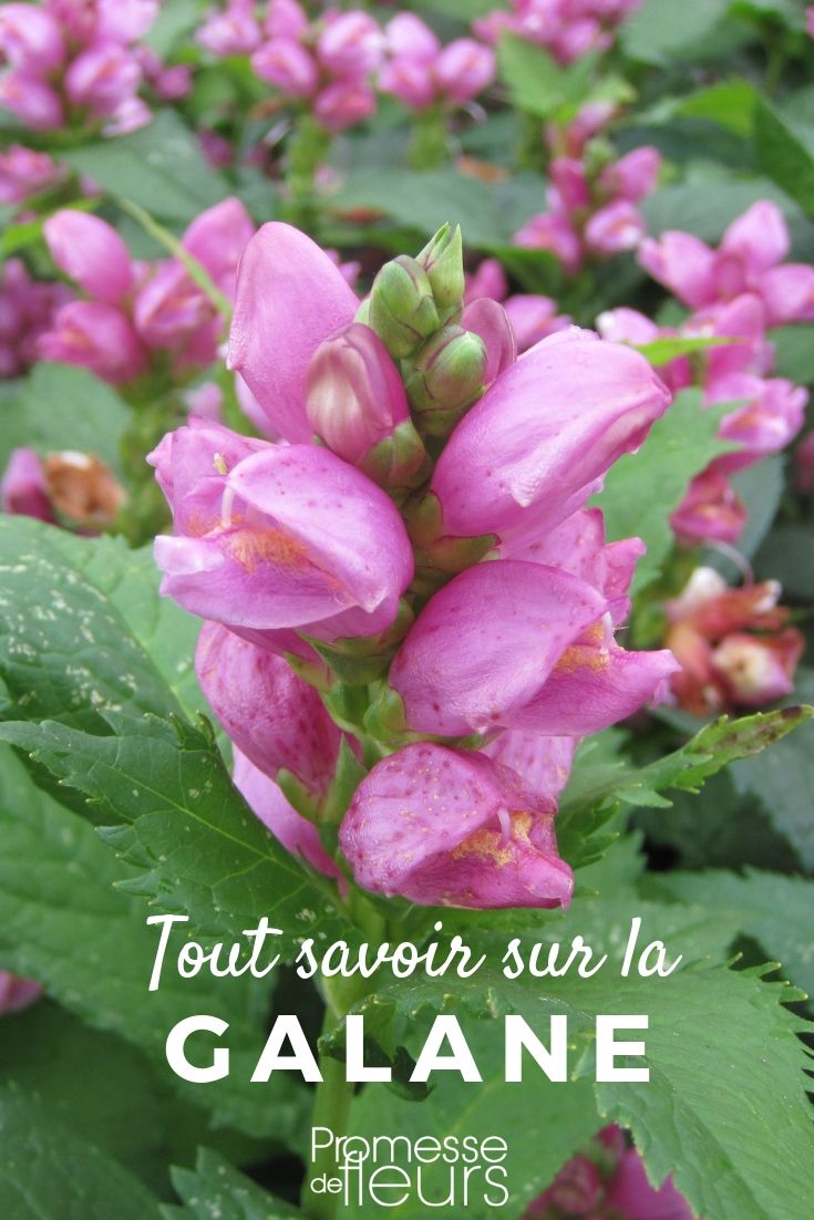 galane, chelone obliqua: todo lo que necesitas saber Galane, Chelone obliqua: plantar, cultivar