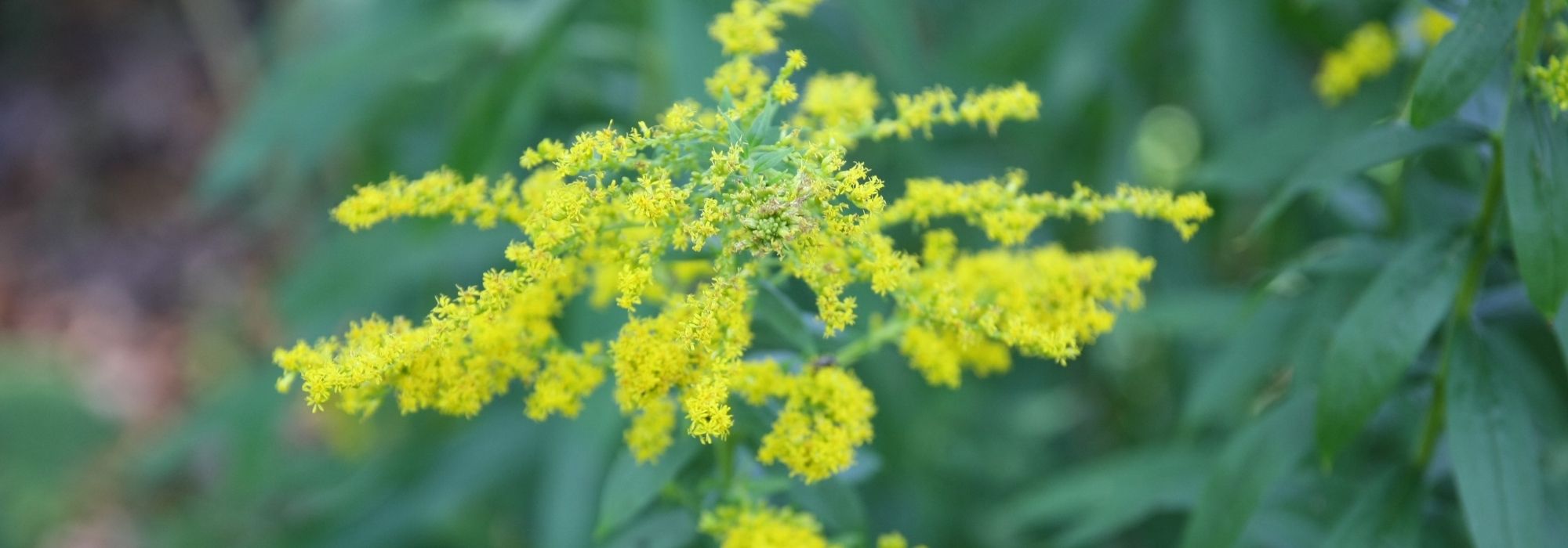 Solidago, Vara de oro: plantación, cultivo, mantenimiento