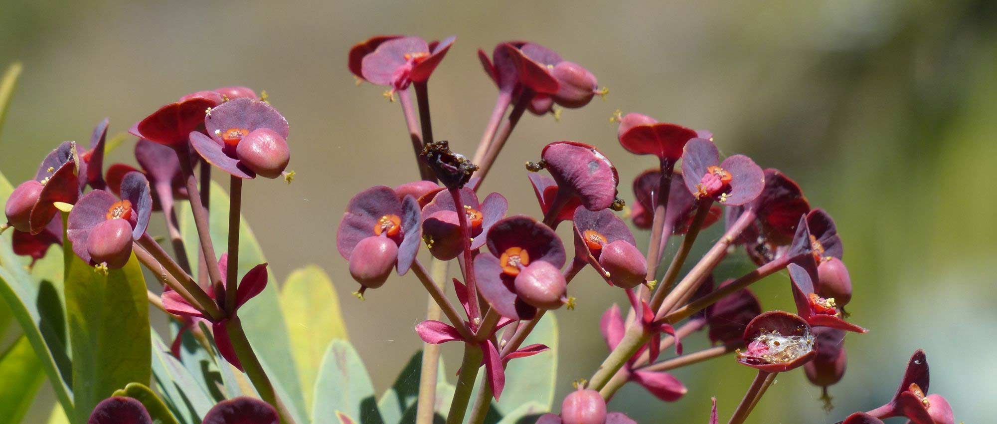 Euforbias: 7 ideas de asociaciones exitosas