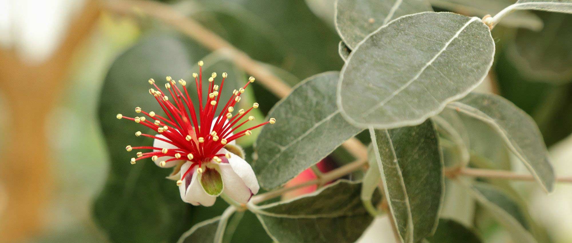 Feijoa sellowiana, guayabo: plantar, cultivar y cosechar sus frutos