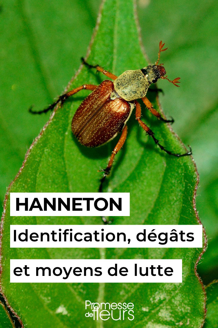 Escarabajo Sanjuanero - Identificación y tratamiento