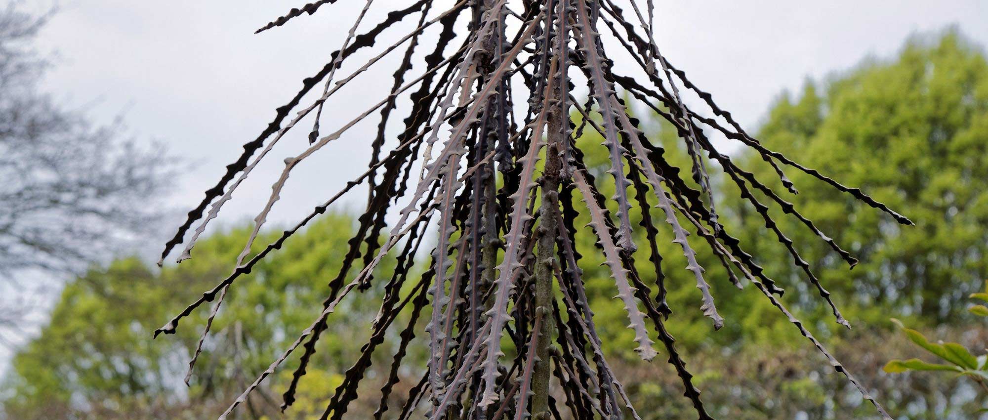 Pseudopanax: Plantación, cultivo y mantenimiento