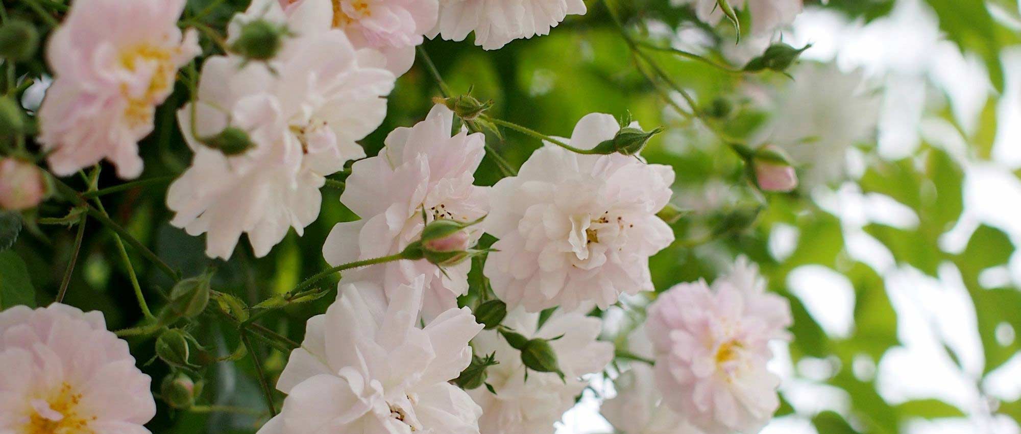 ¿Rosal trepador o Rosal liana, cuál es la diferencia?