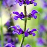 Salvias: ¿Qué variedades elegir?
