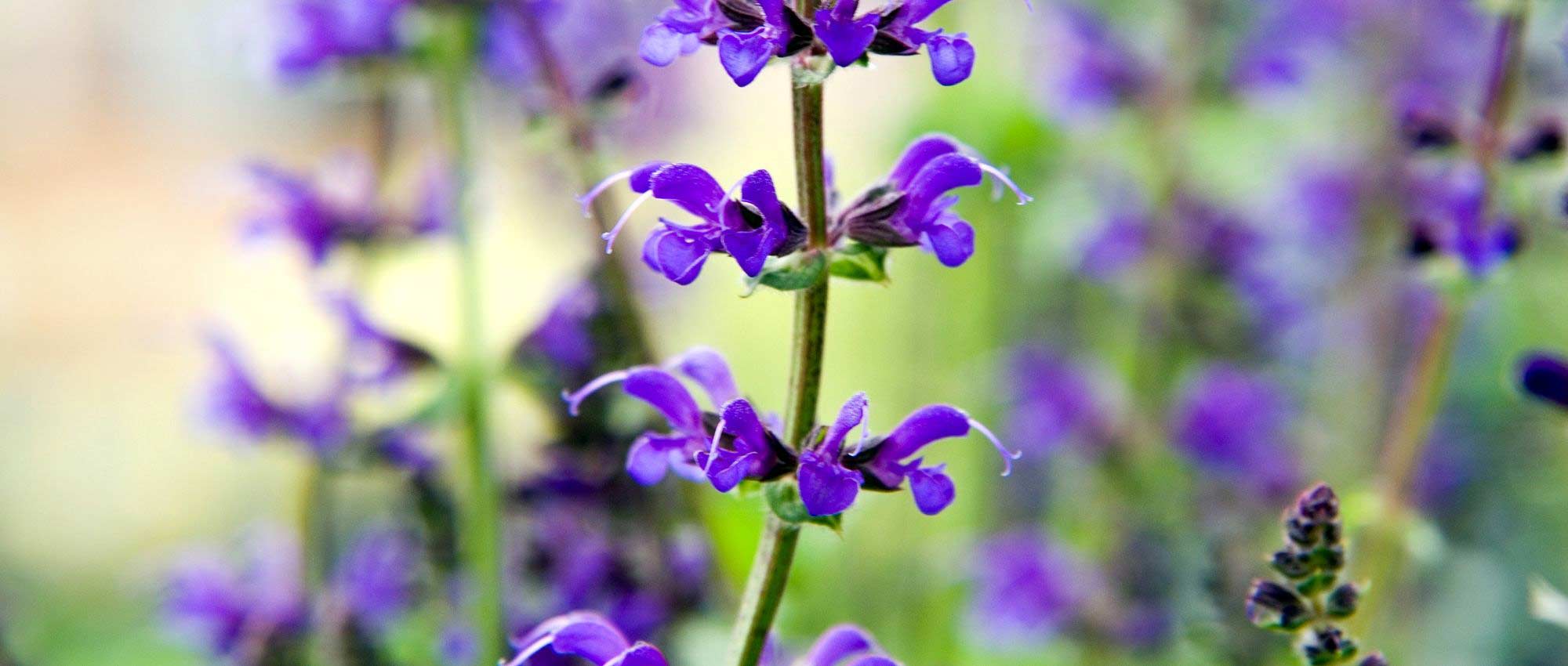 Salvias: ¿Qué variedades elegir?