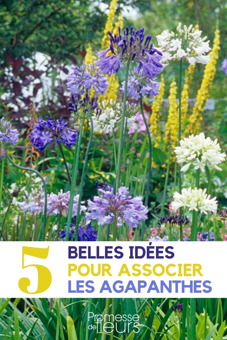 agapantos _ cómo combinarlos en el jardín