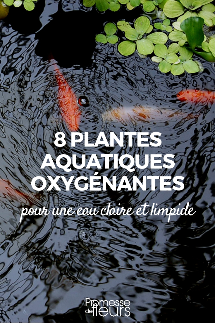 estanque _ planta acuática oxigenante plantas oxigenantes para estanque