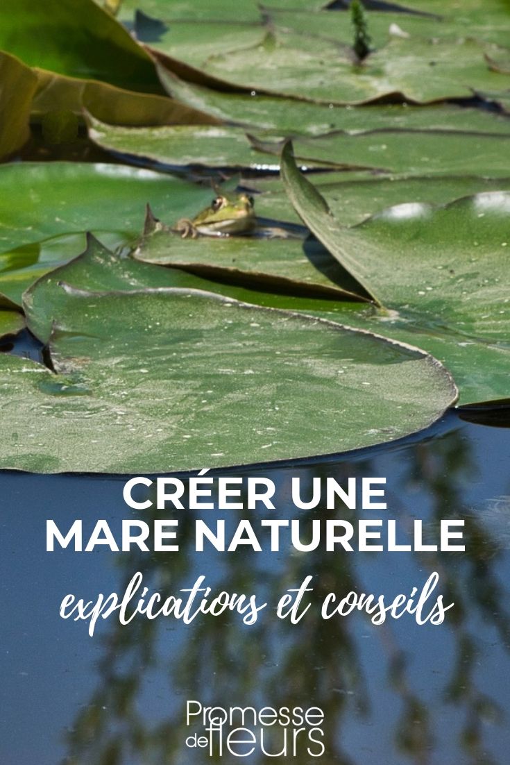 crear un estanque mar natural: cómo crearla y acondicionarla