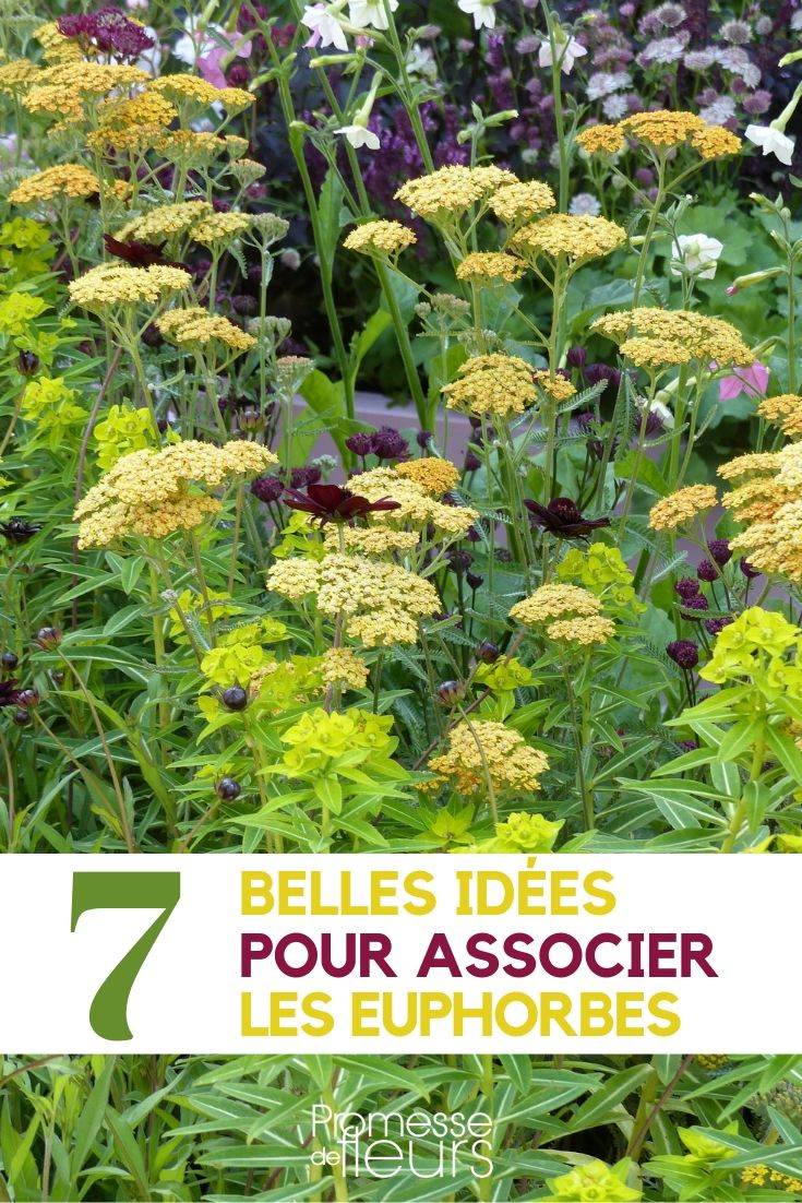 Euphorbias: cómo combinarlas en el jardín Ideas para combinar las euforbias