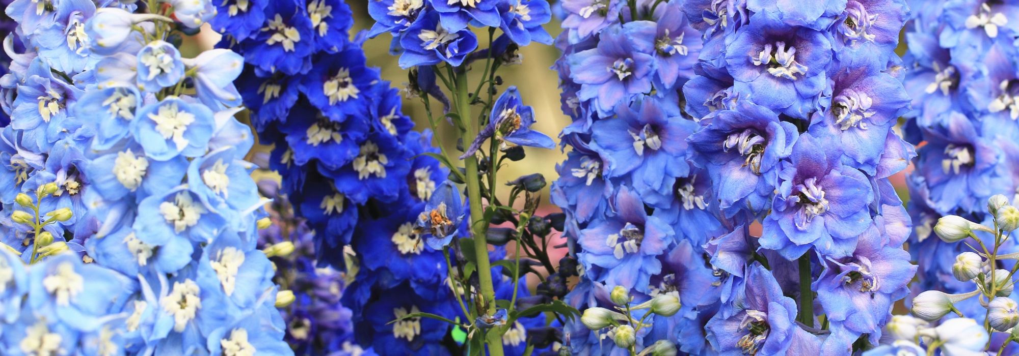 10 plantas perennes con flores azules que debes tener en tu jardín