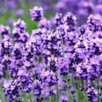 Lavanda: ¿cuál elegir?