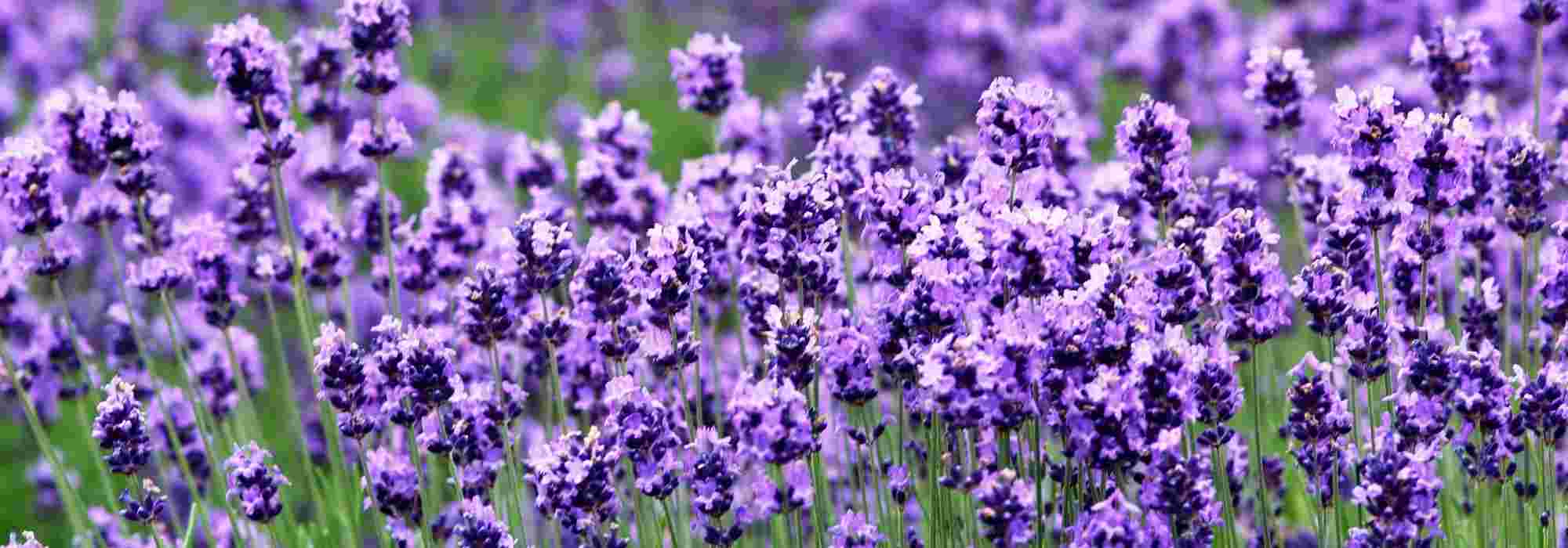 Lavanda: ¿cuál elegir?